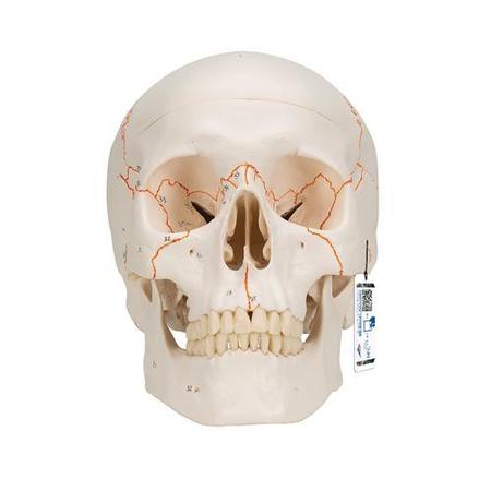 Numbered Classic Skull, 3 part - w/ 3B Smart Anatomy -  3B SCIENTIFIC, 1020165